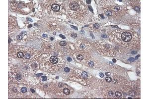 Immunohistochemical staining of paraffin-embedded liver using anti-APOM (ABIN2452530) mouse monoclonal antibody. (Apolipoprotein M Antikörper  (AA 23-188))