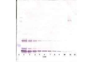 Image no. 2 for anti-KIT Ligand (KITLG) antibody (ABIN465803) (KIT Ligand Antikörper)