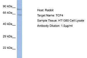 Host:  Rabbit  Target Name:  TCF4  Sample Type:  HT1080 Whole Cell lysates  Antibody Dilution:  1. (TCF4 Antikörper  (N-Term))