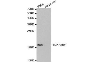 Western blot analysis of extracts of various cell lines, using MonoMethyl-Histone H3-K79 antibody.
