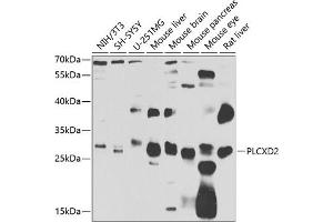 Western blot analysis of extracts of various cell lines, using PLCXD2 antibody (ABIN6133209, ABIN6145761, ABIN6145763 and ABIN6223532) at 1:1000 dilution. (PLCXD2 Antikörper  (AA 1-305))