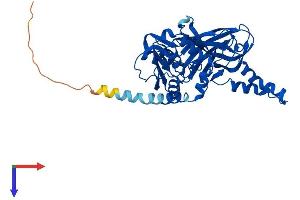 PRMT6 Protein (AA 1-375) (His tag)