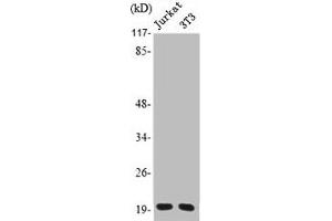 Western Blot analysis of Jurkat NIH-3T3 cells using PRAF2 Polyclonal Antibody (PRAF2 Antikörper  (C-Term))