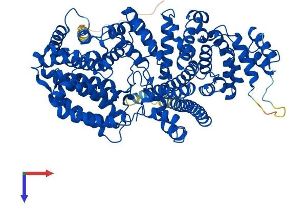 NCBP1 Protein (AA 1-790) (His tag)