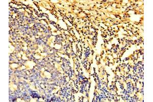Immunohistochemistry of paraffin-embedded human tonsil tissue using ABIN7150882 at dilution of 1:100