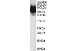Image no. 1 for anti-Kruppel-Like Factor 4 (Gut) (KLF4) (N-Term) antibody (ABIN374229) (KLF4 Antikörper  (N-Term))