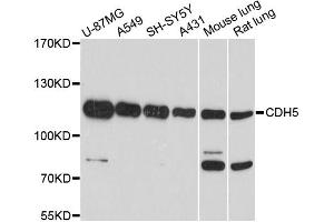 Western blot analysis of extracts of various cell lines, using CDH5 antibody (ABIN1871712) at 1:1000 dilution. (Cadherin 5 Antikörper)