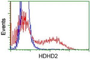 HEK293T cells transfected with either RC205967 overexpress plasmid (Red) or empty vector control plasmid (Blue) were immunostained by anti-HDHD2 antibody (ABIN2454533), and then analyzed by flow cytometry. (HDHD2 Antikörper)