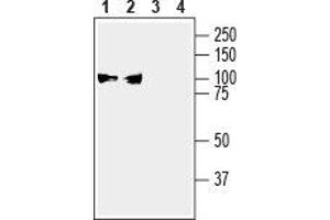 Western blot analysis of mouse (lanes 1 and 3) and rat (lanes 2 and 4) brain membranes: - 1,2. (ATP1A3 Antikörper  (Intracellular, N-Term))