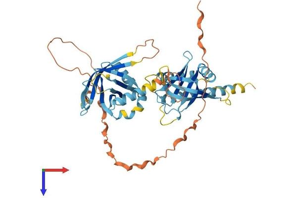 PTOV1 Protein (AA 1-416) (His tag)