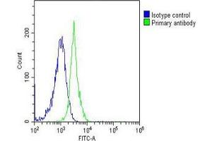 Overlay histogram showing Jurkat cells stained with (ABIN6243617 and ABIN6577063)(green line). (Caspase 8 Antikörper  (C-Term))