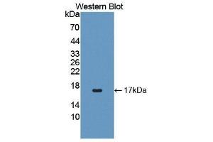 Western Blotting (WB) image for anti-Interleukin 4 (IL4) (AA 24-132) antibody (ABIN1862769) (IL-4 Antikörper  (AA 24-132))