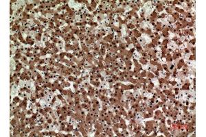 Immunohistochemistry (IHC) analysis of paraffin-embedded Human Liver, antibody was diluted at 1:100.