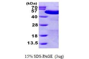 SDS-PAGE (SDS) image for Protein Disulfide Isomerase Family A, Member 6 (PDIA6) (AA 20-440) protein (His tag) (ABIN667257)