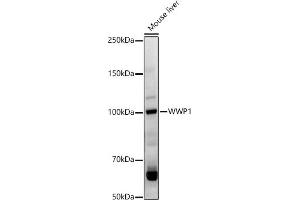 Western blot analysis of extracts of Mouse liver, using WWP1 antibody (ABIN7271394) at 1:1000 dilution. (WWP1 Antikörper  (AA 1-260))