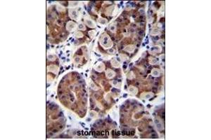 SH2D4B Antibody (C-term) (ABIN655845 and ABIN2845257) immunohistochemistry analysis in formalin fixed and paraffin embedded human stomach tissue followed by peroxidase conjugation of the secondary antibody and DAB staining. (SH2D4B Antikörper  (C-Term))