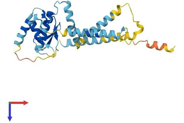RNF170 Protein (AA 1-258) (His tag)