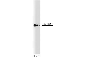 Western Blotting (WB) image for anti-Non-POU Domain Containing, Octamer-Binding (NONO) (AA 368-471) antibody (ABIN968451)