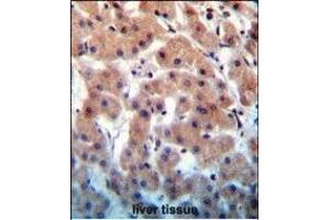 INHBB Antibody (C-term) (ABIN655083 and ABIN2844717) immunohistochemistry analysis in formalin fixed and paraffin embedded human liver tissue followed by peroxidase conjugation of the secondary antibody and DAB staining.