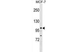 Western Blotting (WB) image for anti-Nuclear Receptor Interacting Protein 1 (NRIP1) antibody (ABIN2999856) (NRIP1 Antikörper)
