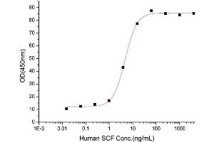 Activity Assay (AcA) image for KIT Ligand (KITLG) (AA 26-189) (Active) protein (His tag) (ABIN7607371)