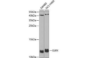 Western blot analysis of extracts of various cell lines, using GLRX antibody (ABIN6127980, ABIN6141147, ABIN6141149 and ABIN6220940) at 1:1000 dilution. (Glutaredoxin 1 Antikörper  (AA 1-106))
