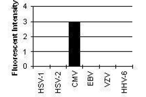 Cross Reactivity Results determined by IFA (ICP22 Delayed Early Protein (CMV ICP22) Antikörper)