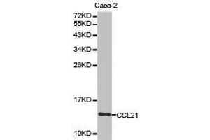 Western Blotting (WB) image for anti-Chemokine (C-C Motif) Ligand 21 (CCL21) antibody (ABIN1871514) (CCL21 Antikörper)