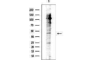 Western blot analysis of lysates from Mouse liver, using TMEFF1 Mouse Monoclonal Antibody at 1/1000 dilution.