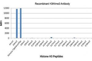 The recombinant H3K4me3 antibody specifically reacts to Histone H3 trimethylated at Lysine 4 (K4me3). (Rekombinanter Histone 3 Antikörper  (3meLys4))