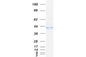 Western Blotting (WB) image for WD Repeat and FYVE Domain Containing 1 (WDFY1) protein (Myc-DYKDDDDK Tag) (ABIN2735495)