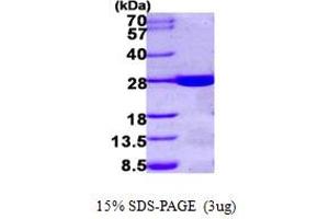 Haloacid Dehalogenase-Like Hydrolase Domain Containing 1 (HDHD1) (AA 1-228) protein (His tag)