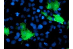 Anti-DOK2 mouse monoclonal antibody (ABIN2454889) immunofluorescent staining of COS7 cells transiently transfected by pCMV6-ENTRY DOK2 (RC207621). (DOK2 Antikörper)