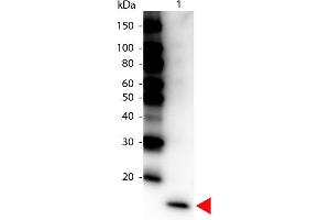 Western Blot of Peroxidase conjugated Rabbit anti-IL-17F Antibody. (IL17F Antikörper  (HRP))