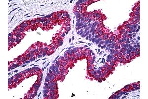 Anti-NPR2 antibody IHC of human prostate. (NPR2 Antikörper  (AA 131-231))
