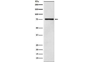 Western blot analysis of DCP1A expression in 293T cell lysate.