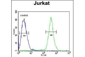 SSN1 Antibody (Center) (ABIN652058 and ABIN2840526) flow cytometric analysis of Jurkat cells (right histogr) compared to a negative control cell (left histogr).