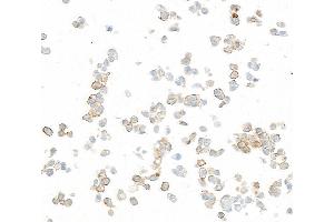 Immunocytochemistry (ICC) image for anti-Natural Killer Cell Cytotoxicity Receptor 3 Ligand 1 (NCR3LG1) (AA 25-262) antibody (ABIN7795669)