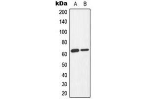 Western blot analysis of AMPK alpha 1/2 (pT183/172) expression in Jurkat Adriamycin-treated (A), K562 Adriamycin-treated (B) whole cell lysates. (PRKAA1/PRKAA2 Antikörper  (pSer172, pSer183))