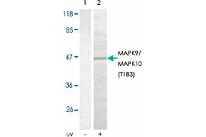 Western blot analysis of extracts from 293T cells using MAPK9/MAPK10 (phospho T183) polyclonal antibody . (JNK2 Antikörper  (pThr183))