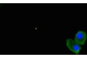 Immunofluorescent analysis of HepG2 cells using ABIN7174595 at dilution of 1:100 and Alexa Fluor 488-congugated AffiniPure Goat Anti-Rabbit IgG(H+L) (UBXN2B Antikörper  (AA 2-250))