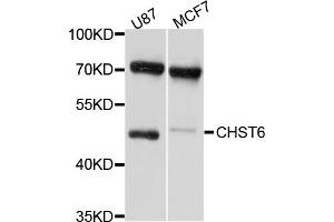 Western blot analysis of extracts of various cell lines, using CHST6 antibody (ABIN5997446) at 1/1000 dilution. (CHST6 Antikörper)