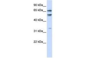 Image no. 1 for anti-Mediator Complex Subunit 26 (MED26) (N-Term) antibody (ABIN6742775) (MED26 Antikörper  (N-Term))