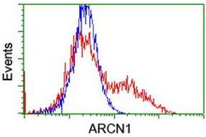 HEK293T cells transfected with either RC210778 overexpress plasmid (Red) or empty vector control plasmid (Blue) were immunostained by anti-ARCN1 antibody (ABIN2455570), and then analyzed by flow cytometry. (ARCN1 Antikörper)
