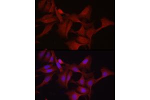 Immunofluorescence analysis of U2OS cells using GPX4 Rabbit pAb (ABIN3015729, ABIN3015730, ABIN3015731, ABIN1680090 and ABIN6219078) at dilution of 1:200 (40x lens). (GPX4 Antikörper  (AA 30-197))