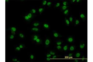 Image no. 3 for anti-ADP-Ribosylation-Like Factor 6 Interacting Protein 4 (ARL6IP4) (AA 261-361) antibody (ABIN466208) (ARL6IP4 Antikörper  (AA 261-361))