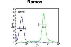 Flow cytometric analysis of Ramos cells using PNLDC1 Antibody (C-term) Cat. (PNLDC1 Antikörper  (C-Term))