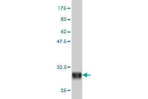 Western Blot detection against Immunogen (28. (alpha 1 Adrenergic Receptor Antikörper  (AA 1-27))