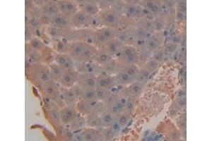 IHC-P analysis of Mouse Tissue, with DAB staining. (SERPING1 Antikörper  (AA 35-179))