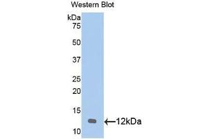 Western blot analysis of the recombinant protein. (CXCL1 Antikörper  (AA 25-96))